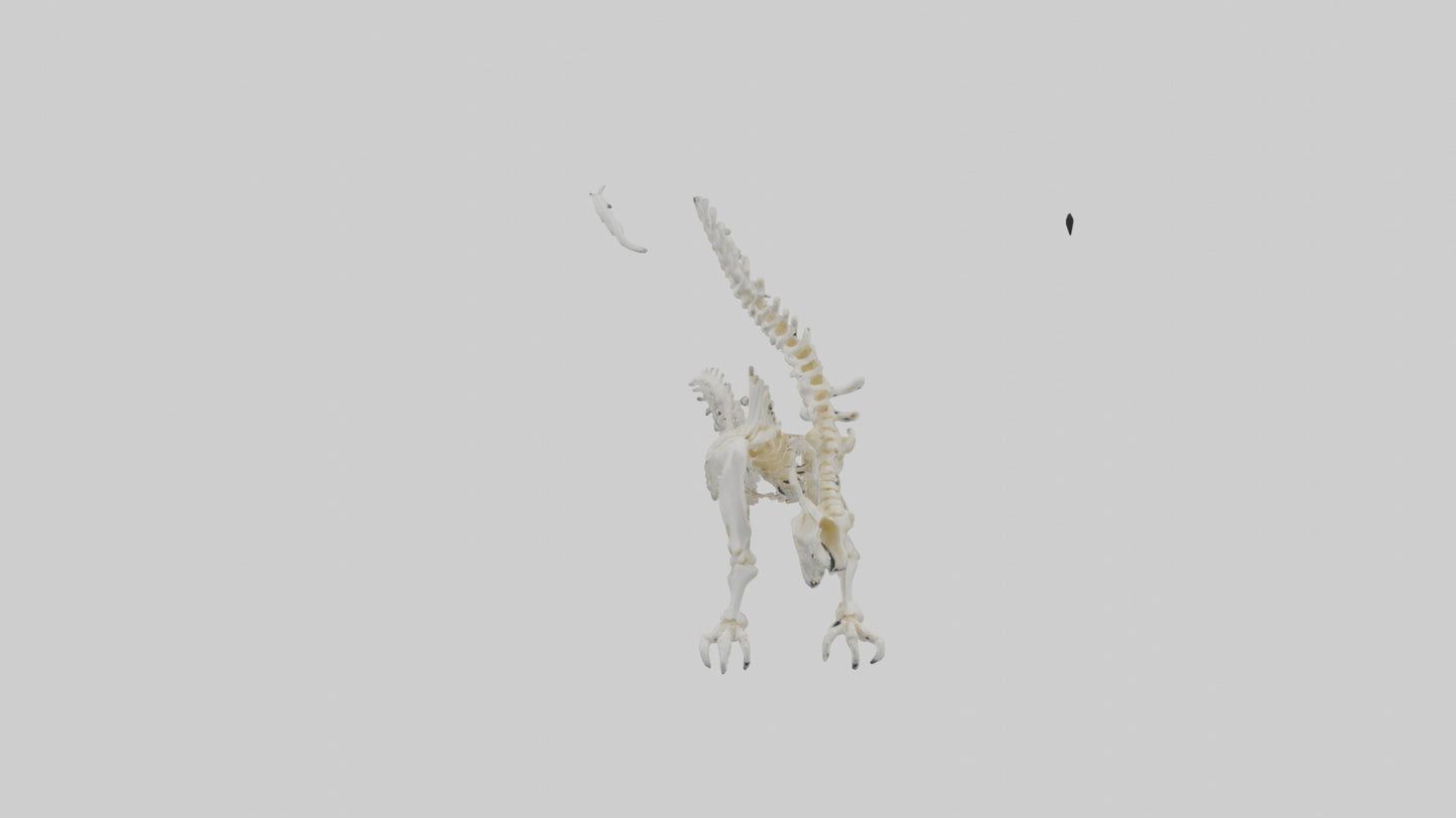 Cat Tail Skeleton model 3D model