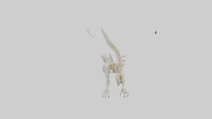 Cat Tail Skeleton model 3D model