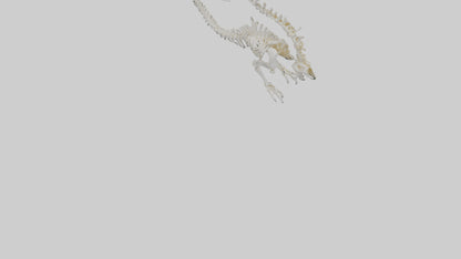Cat Tail Skeleton model 3D model