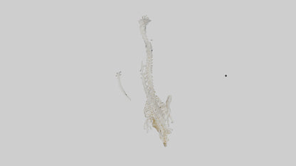 Cat Tail Skeleton model 3D model
