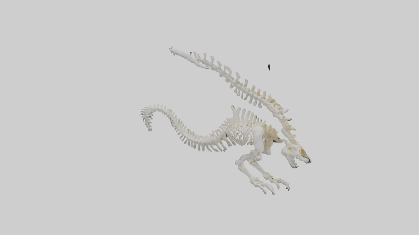 Cat Tail Skeleton model 3D model