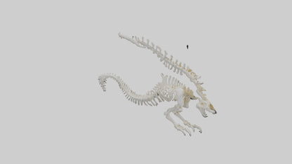 Cat Tail Skeleton model 3D model