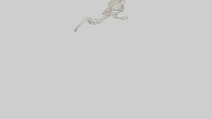 Cat Tail Skeleton model 3D model