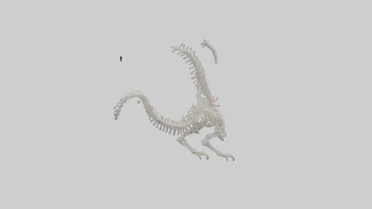 Cat Tail Skeleton model 3D model
