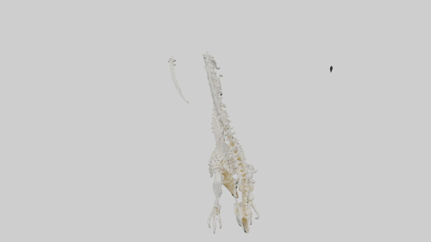 Cat Tail Skeleton model 3D model