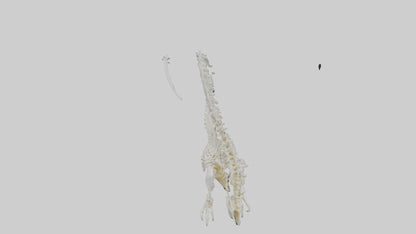 Cat Tail Skeleton model 3D model