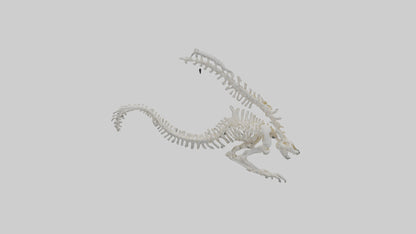 Cat Tail Skeleton model 3D model