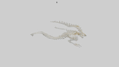 Cat Tail Skeleton model 3D model