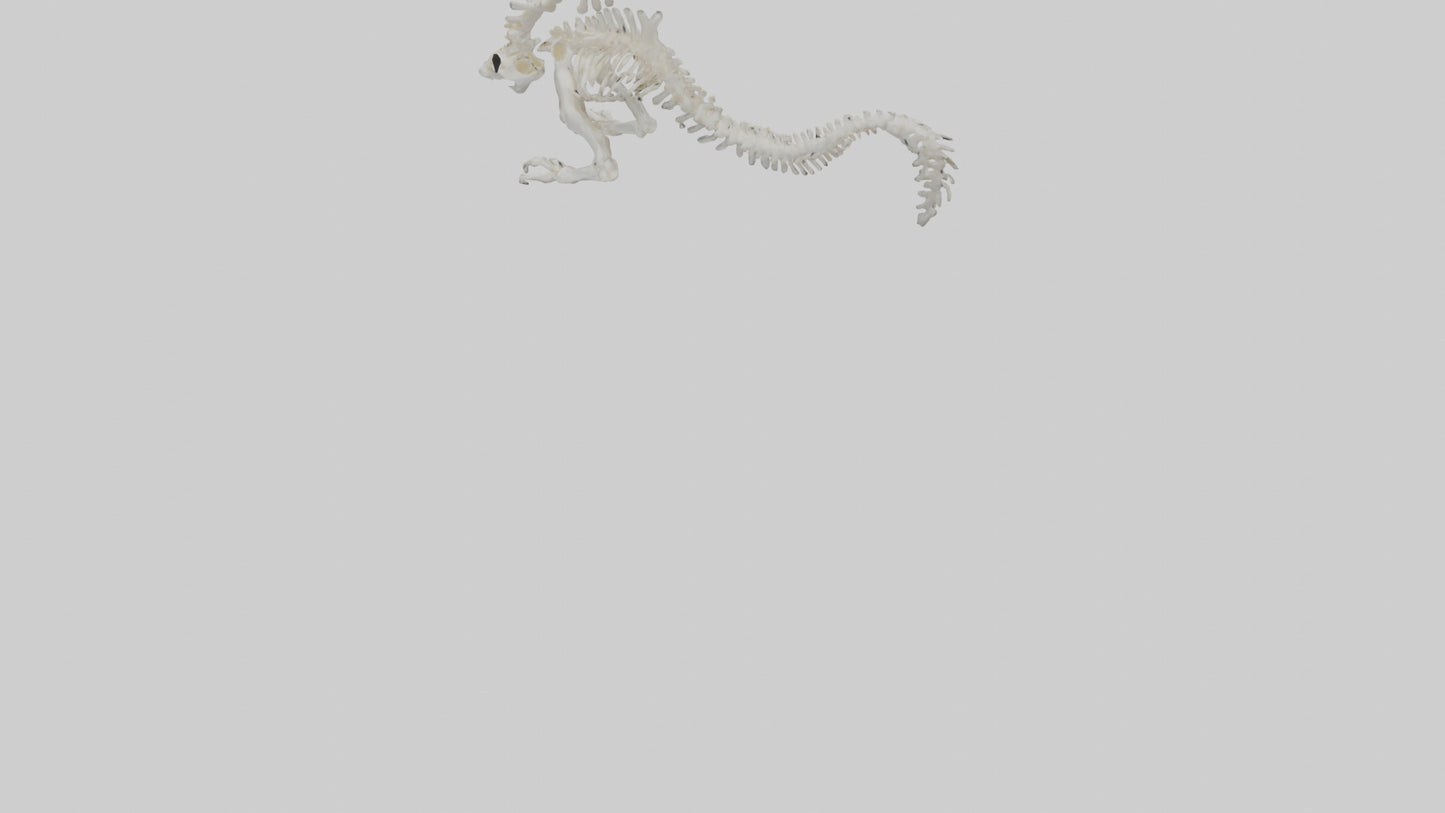 Cat Tail Skeleton model 3D model