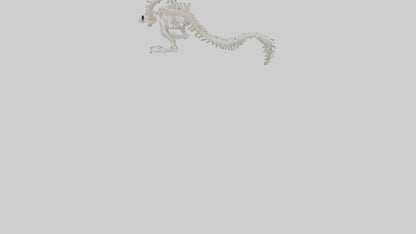 Cat Tail Skeleton model 3D model