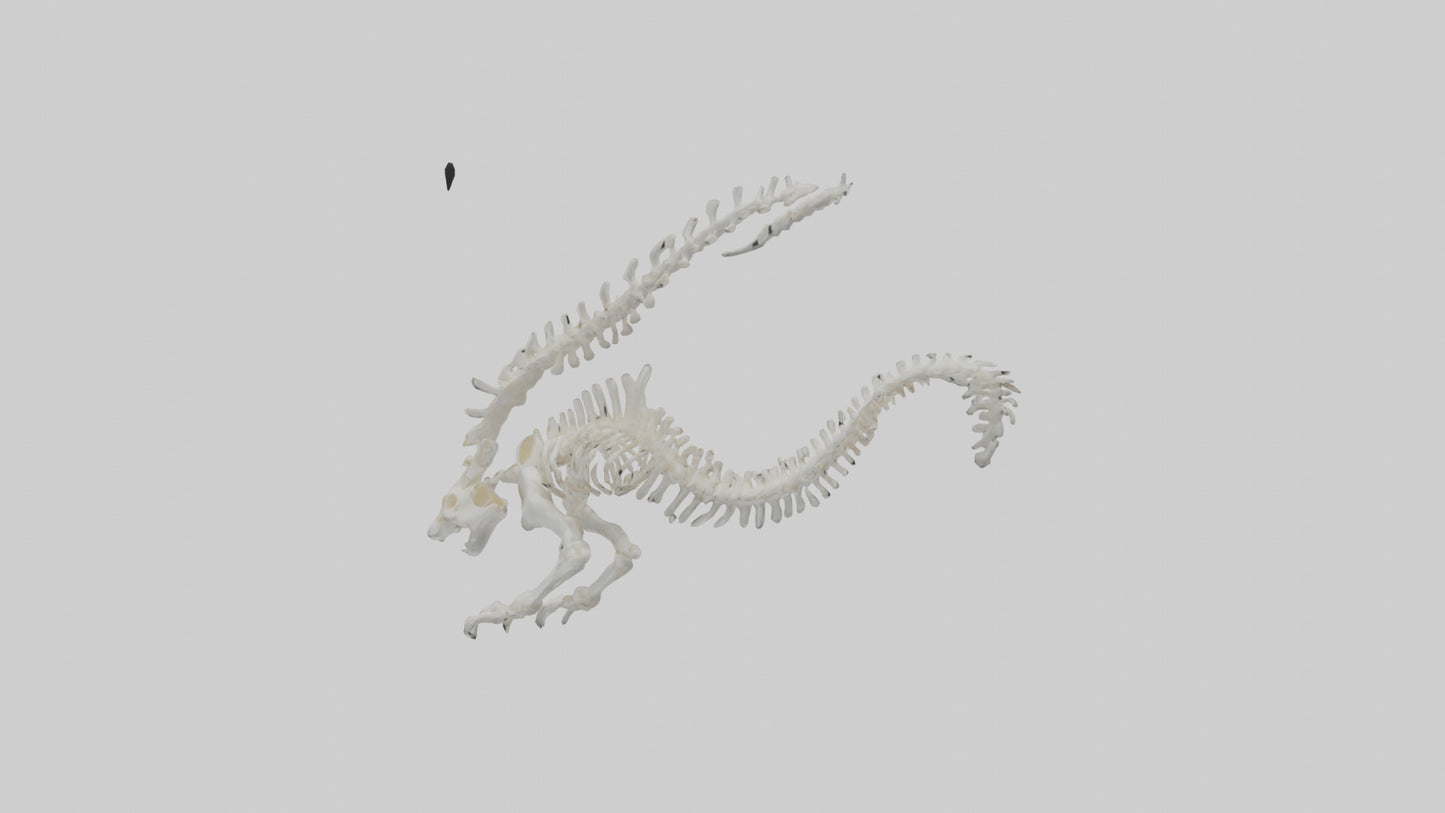 Cat Tail Skeleton model 3D model