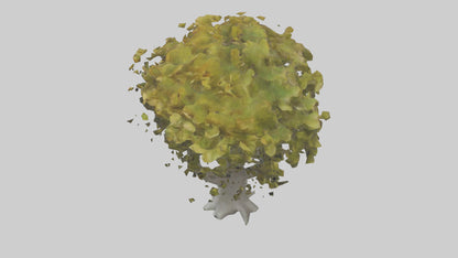 Catalpa tree model 3D model