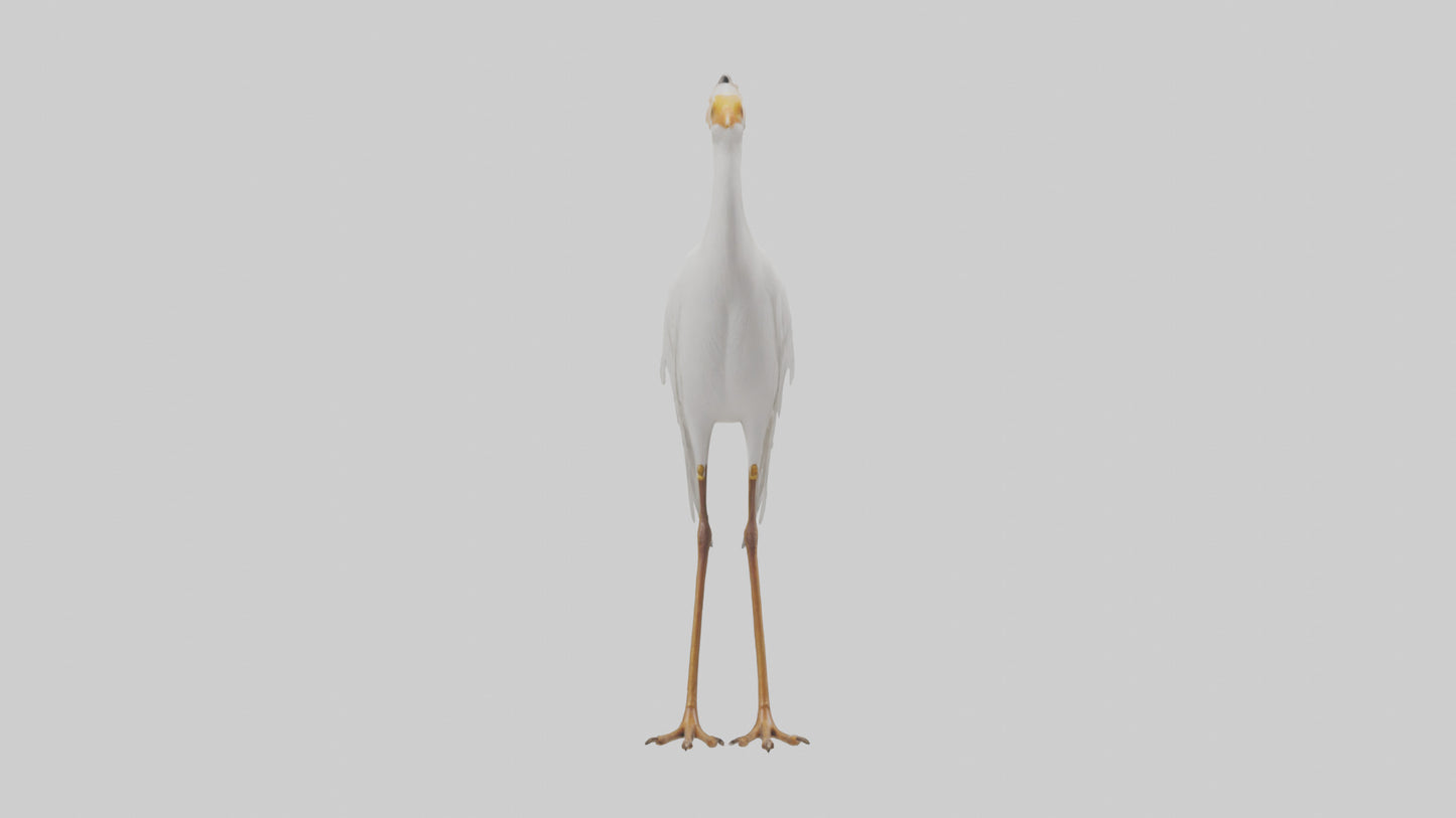 Cattle Egret standing model 3D model