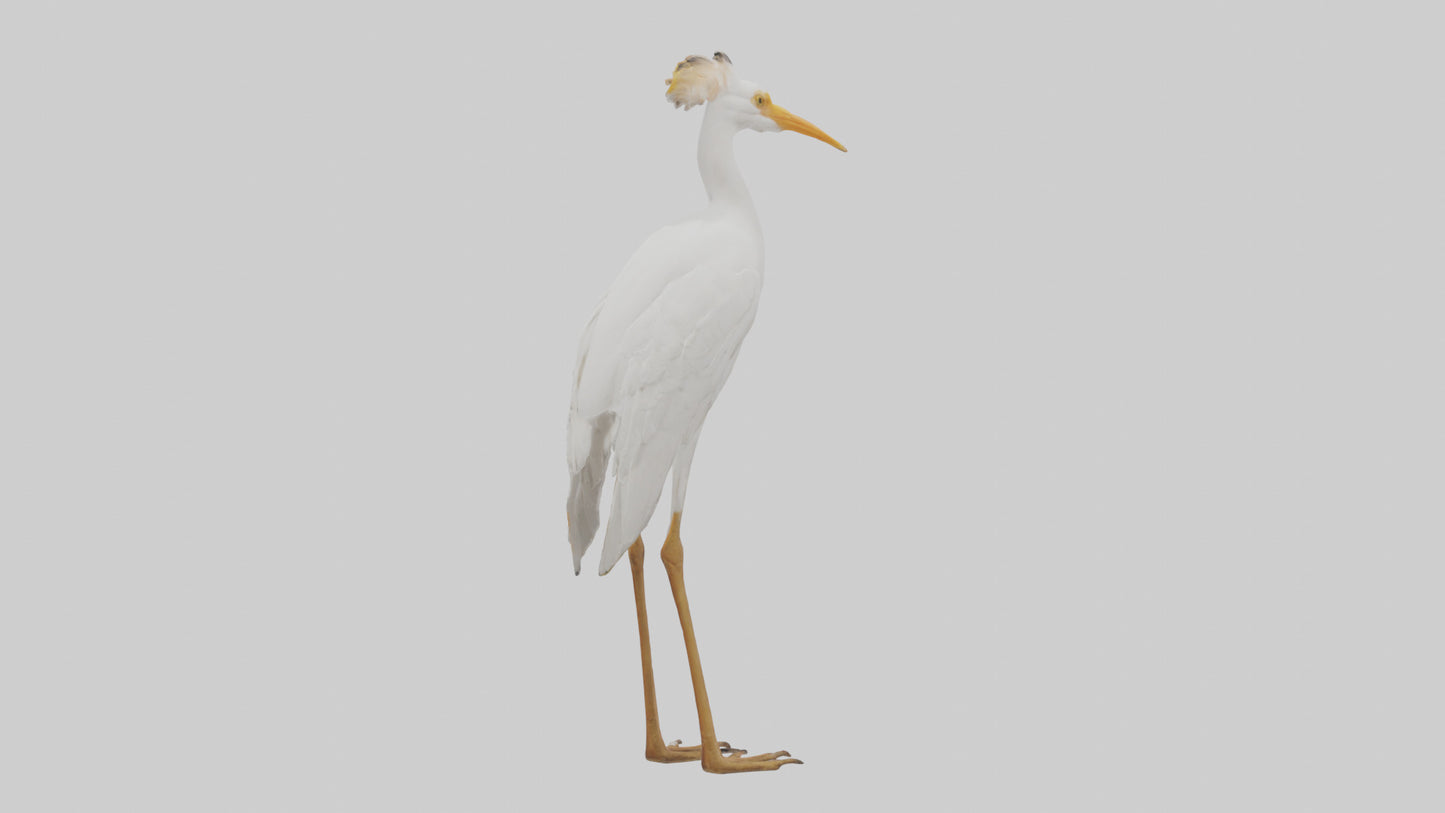 Cattle Egret standing model 3D model