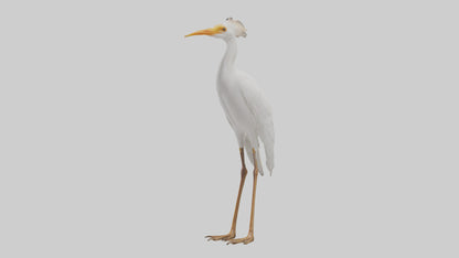 Cattle Egret standing model 3D model