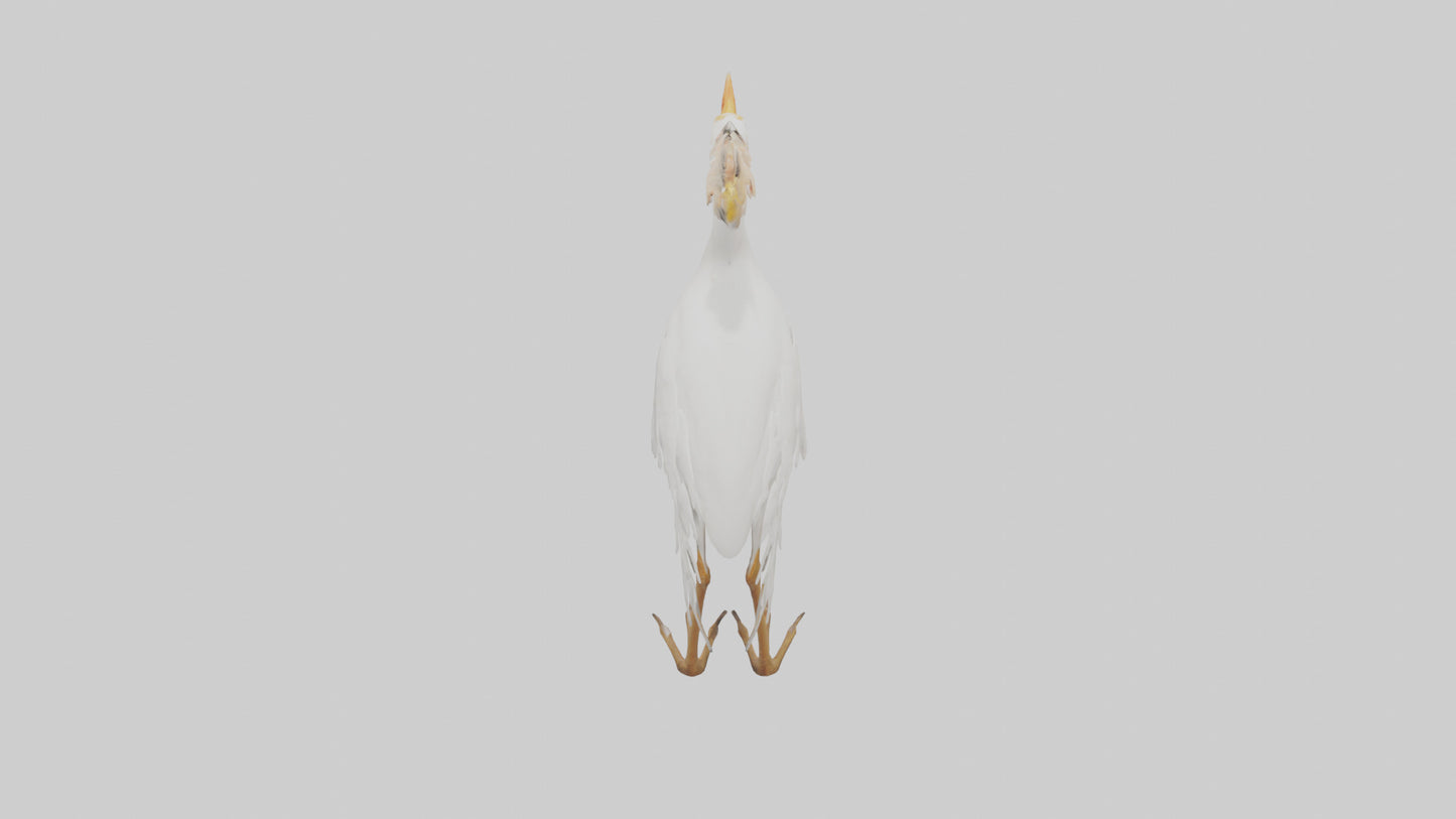 Cattle Egret standing model 3D model