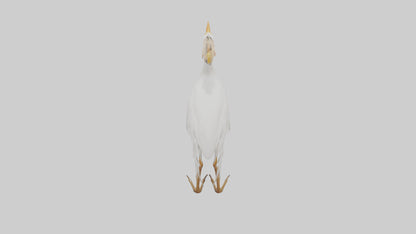 Cattle Egret standing model 3D model