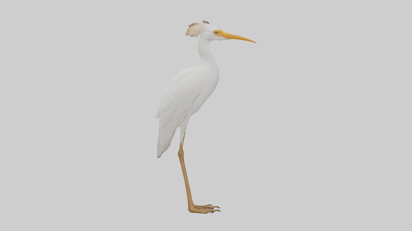 Cattle Egret standing model 3D model