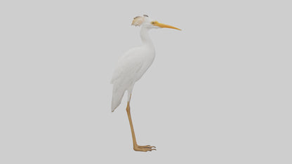 Cattle Egret standing model 3D model