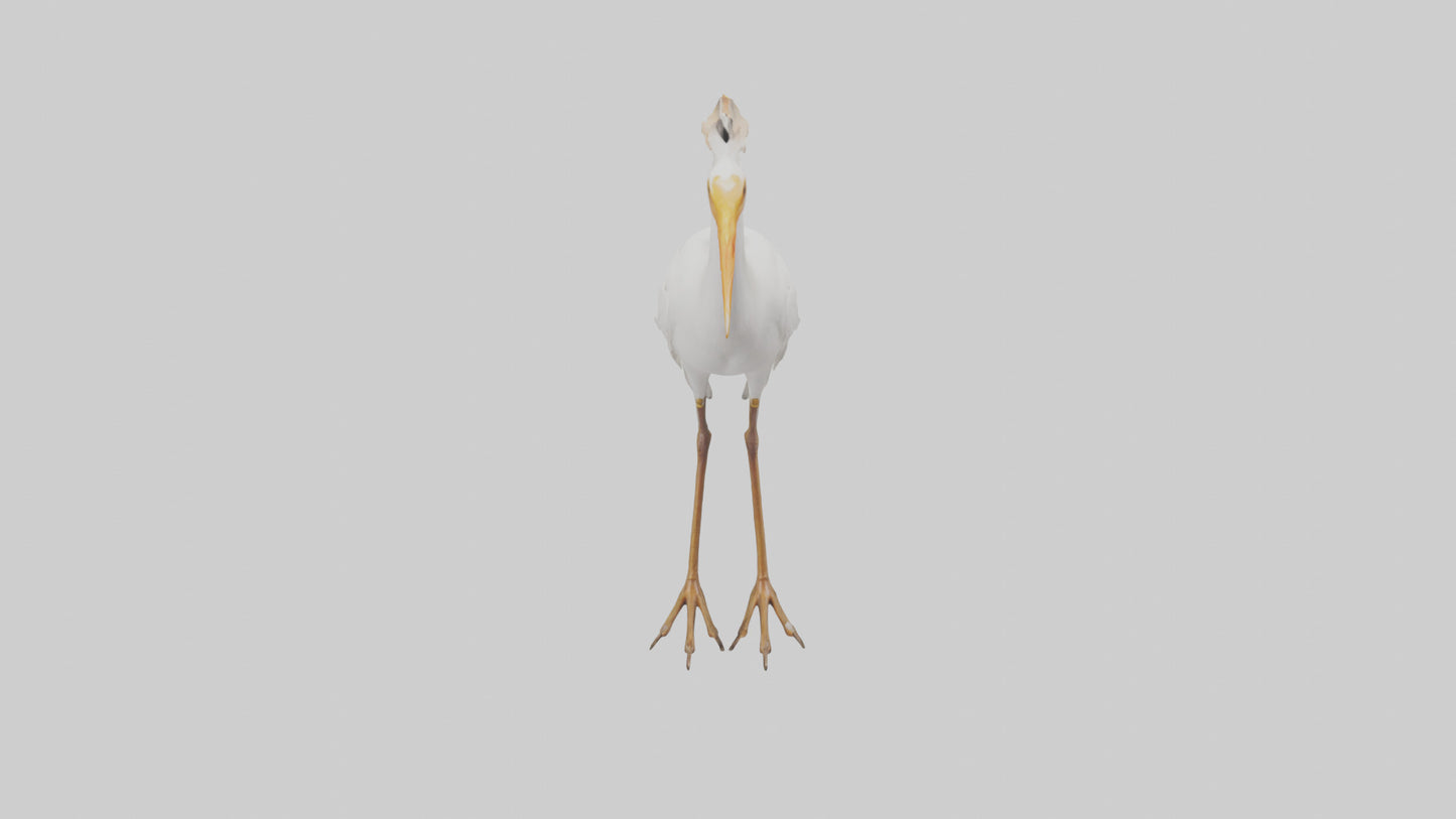 Cattle Egret standing model 3D model