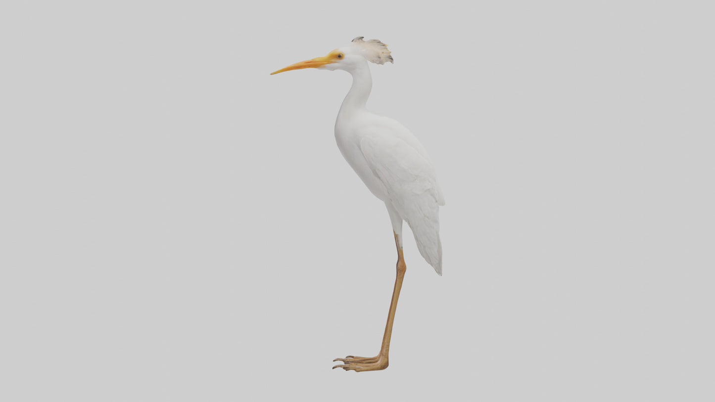 Cattle Egret standing model 3D model