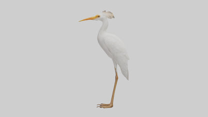 Cattle Egret standing model 3D model