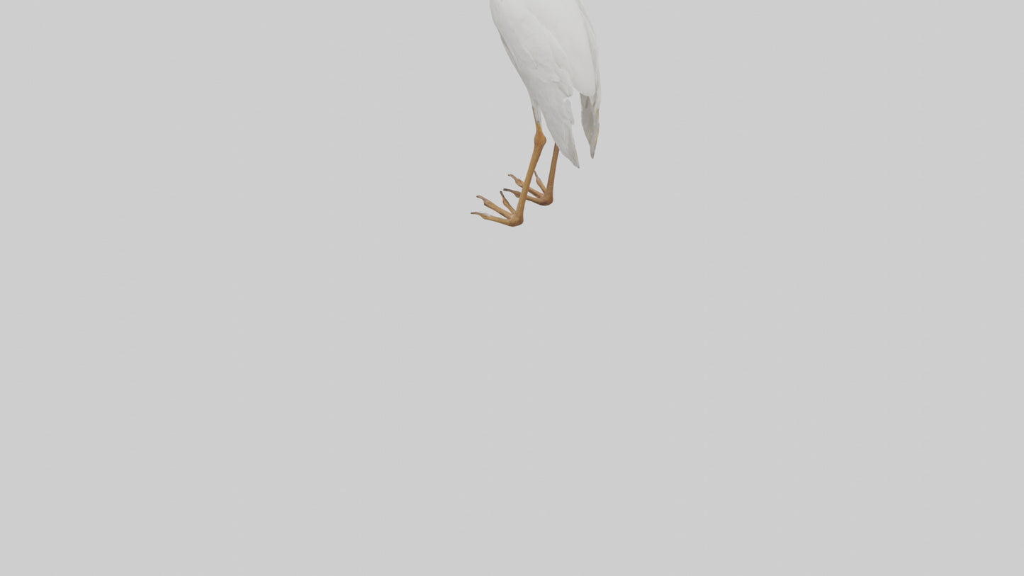 Cattle Egret standing model 3D model