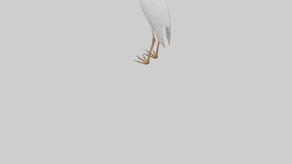 Cattle Egret standing model 3D model