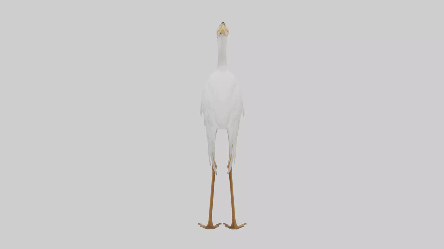 Cattle Egret standing model 3D model