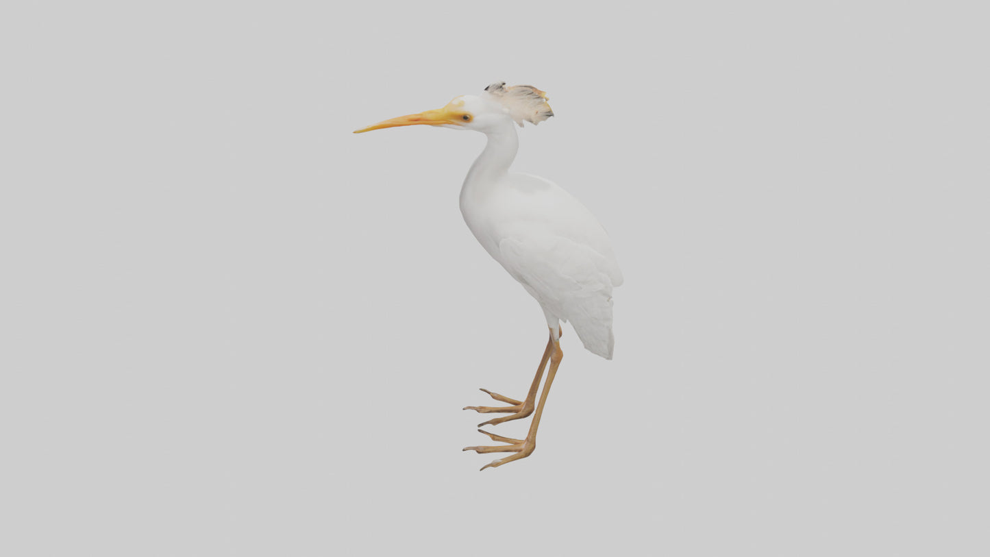 Cattle Egret standing model 3D model