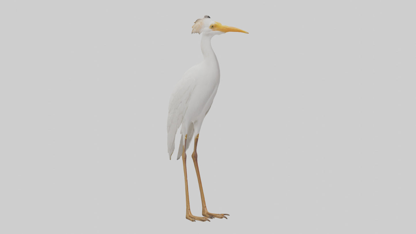Cattle Egret standing model 3D model