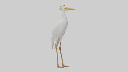Cattle Egret standing model 3D model