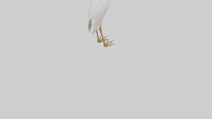 Cattle Egret standing model 3D model
