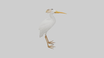 Cattle Egret standing model 3D model