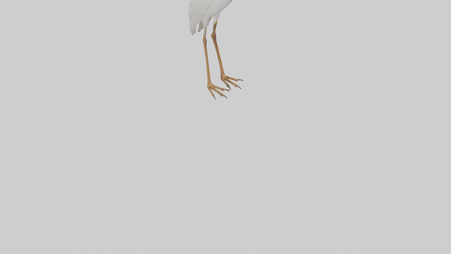 Cattle Egret standing model 3D model