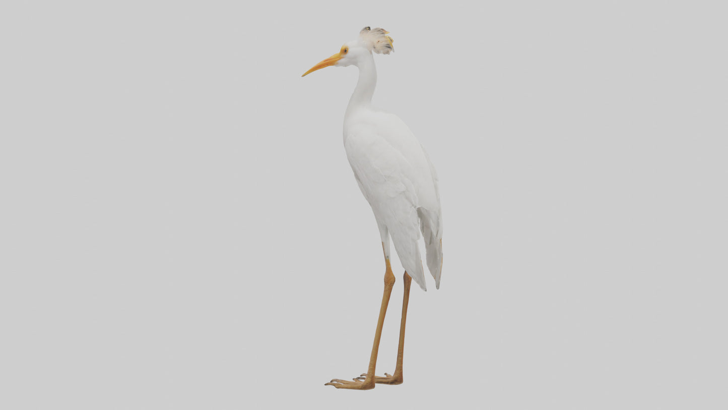 Cattle Egret standing model 3D model