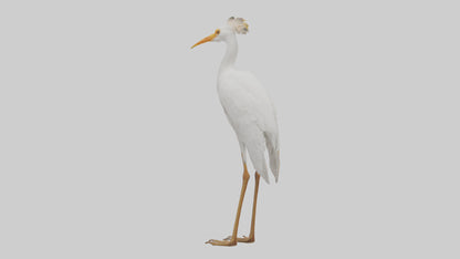 Cattle Egret standing model 3D model