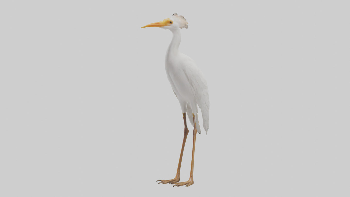 Cattle Egret standing model 3D model