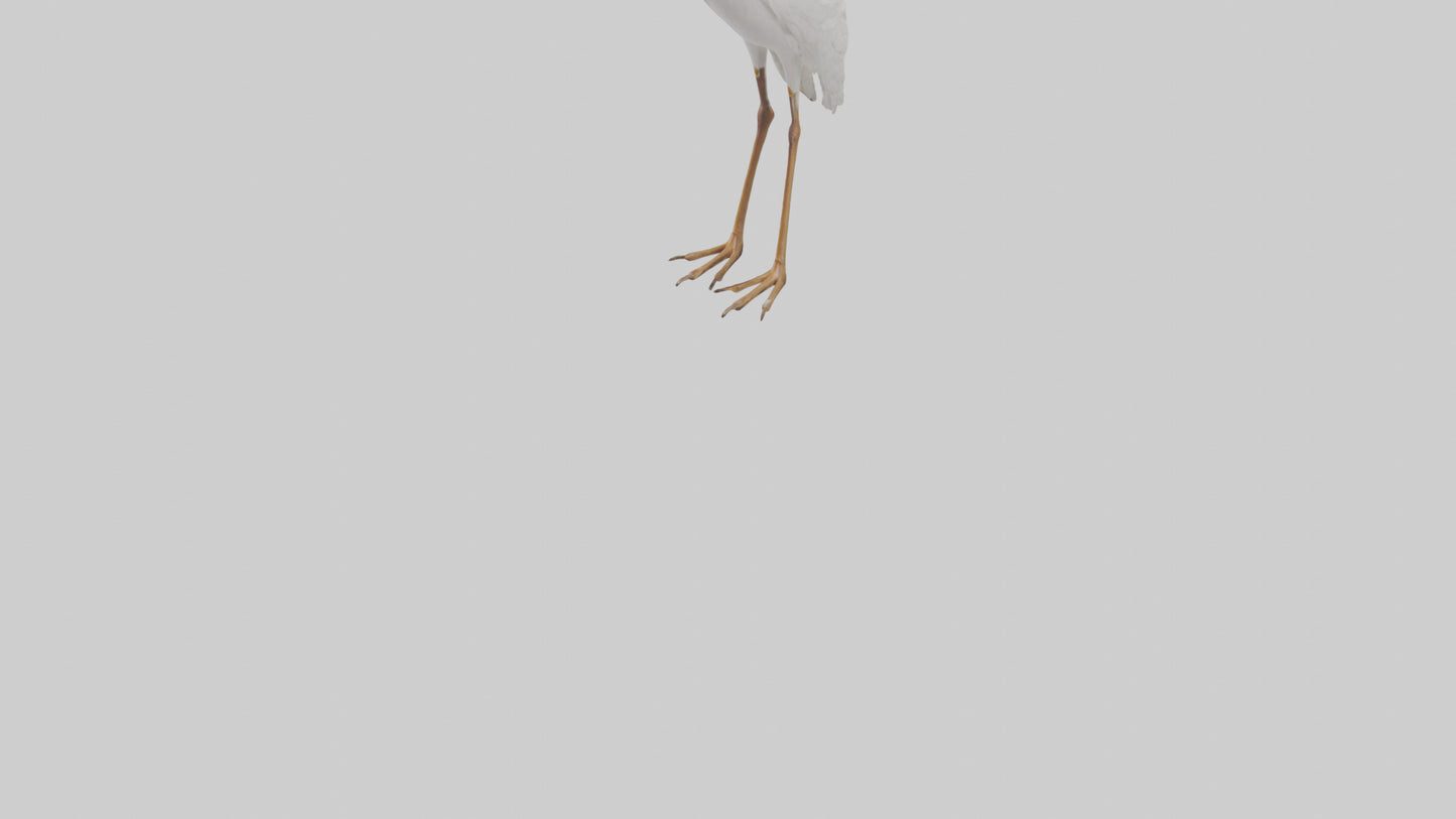 Cattle Egret standing model 3D model