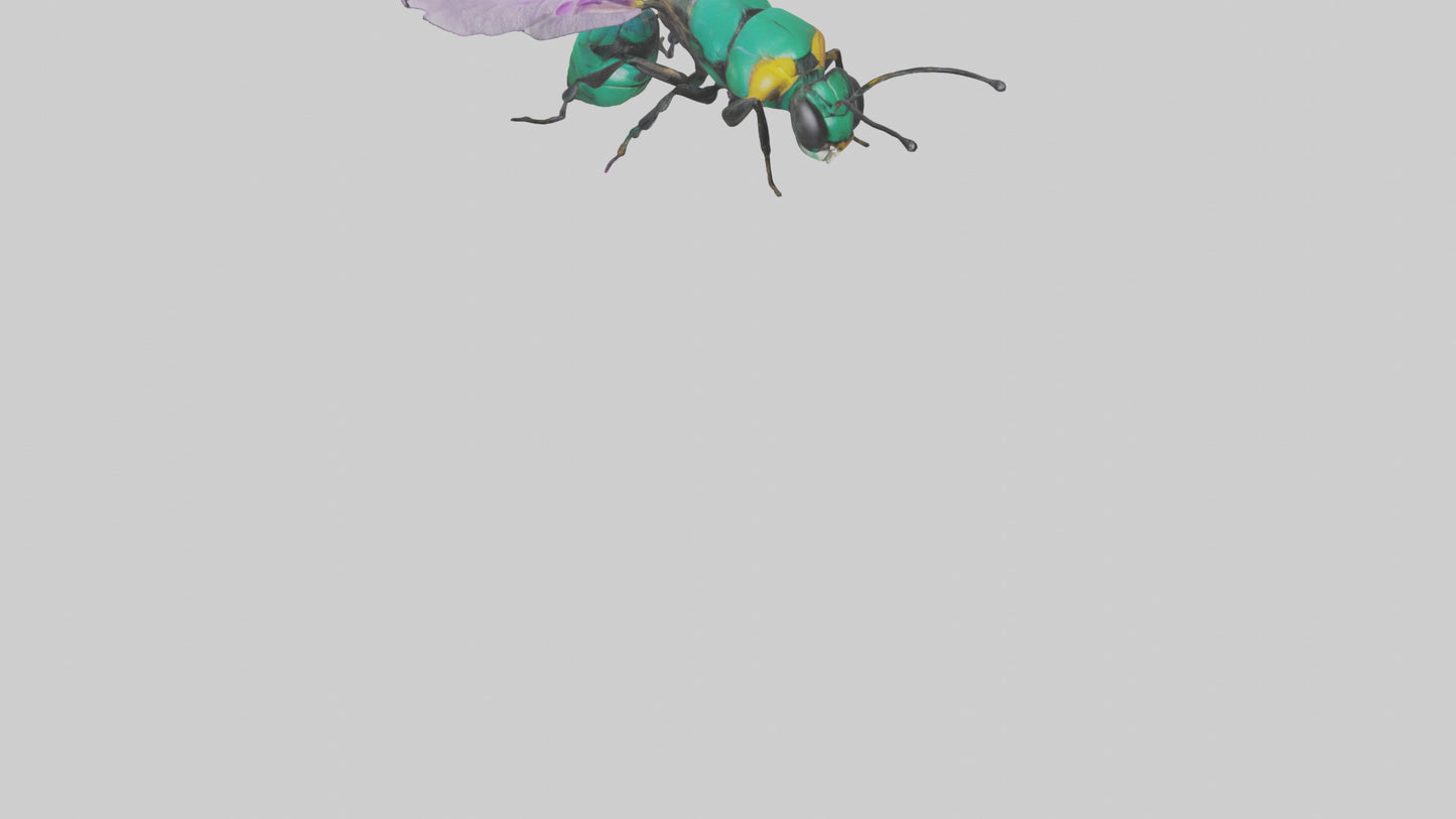 Cattleya Orchid bee flying model 3D model