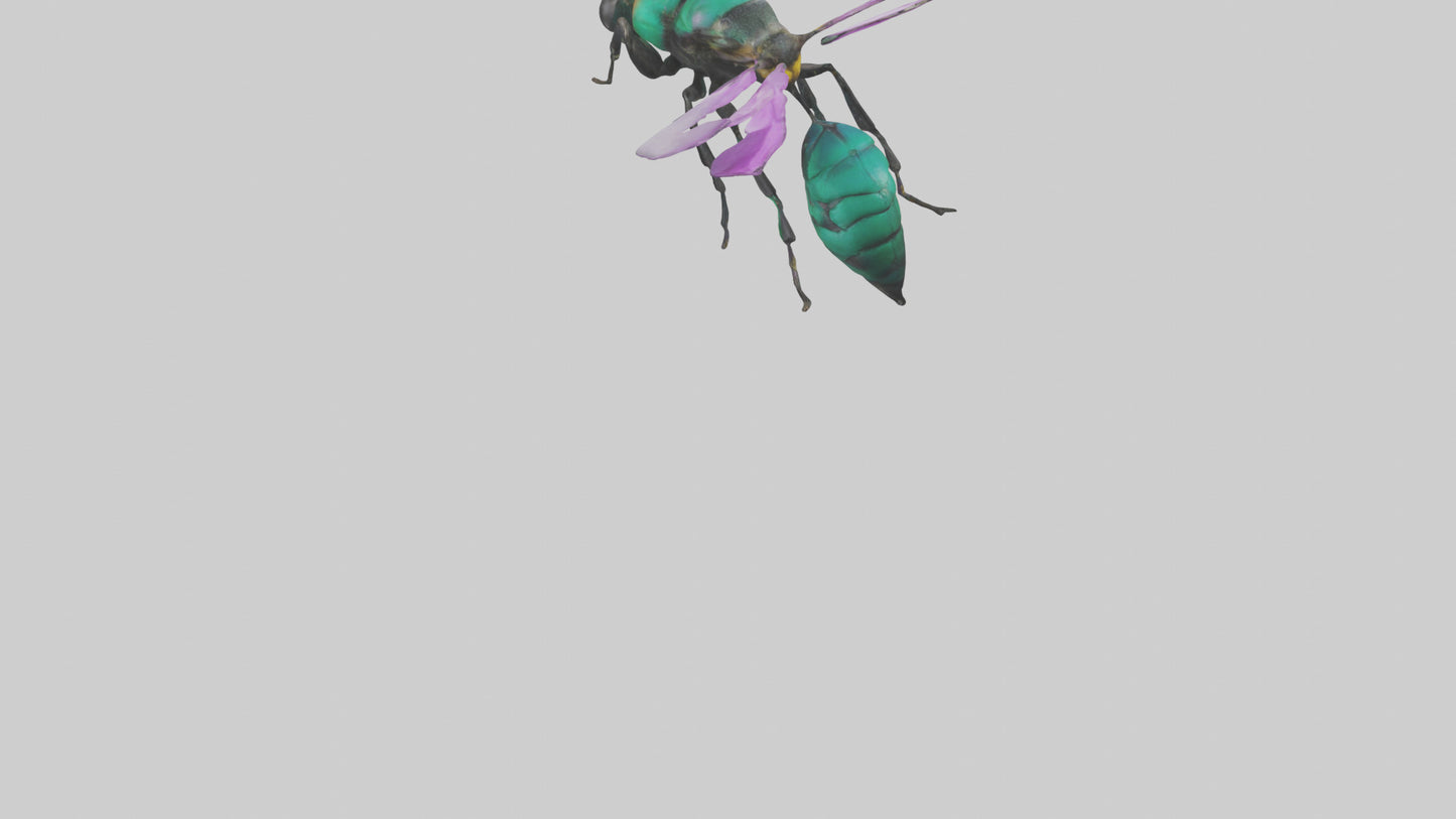 Cattleya Orchid bee flying model 3D model
