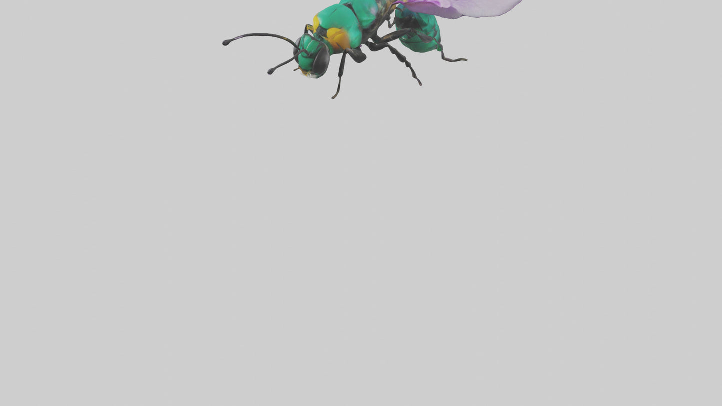 Cattleya Orchid bee flying model 3D model