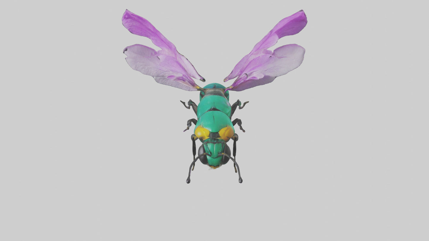 Cattleya Orchid bee flying model 3D model