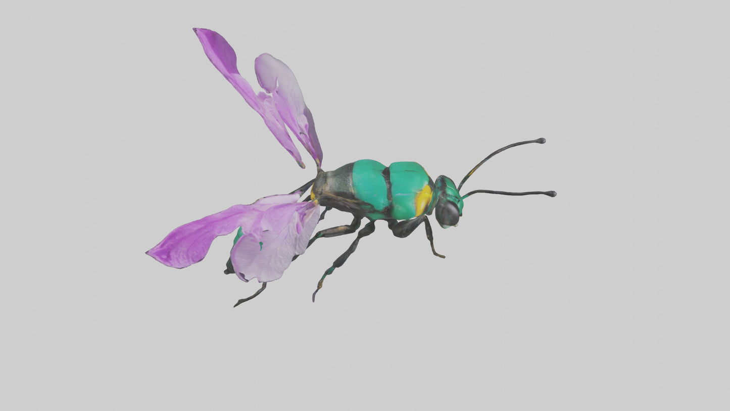 Cattleya Orchid bee flying model 3D model