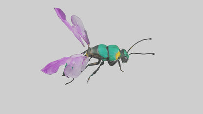 Cattleya Orchid bee flying model 3D model