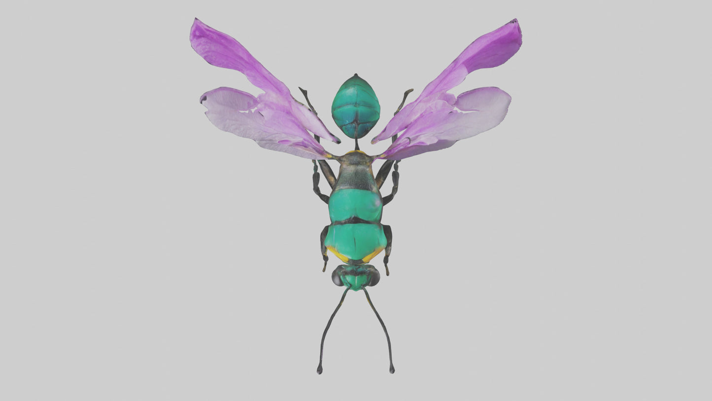 Cattleya Orchid bee flying model 3D model