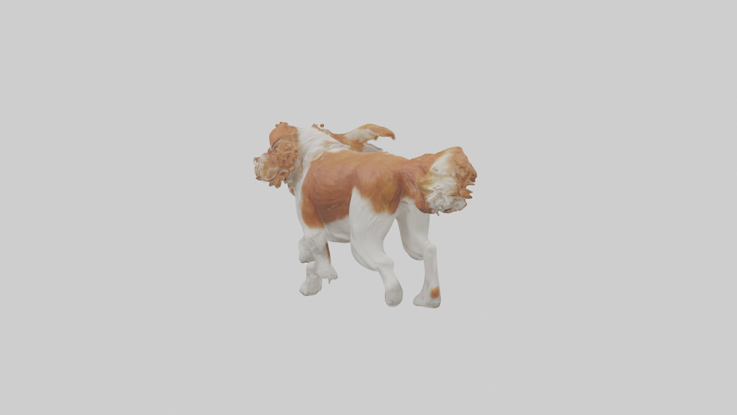 3D model Cavalier King Charles Spaniel running model VR / AR / low-poly