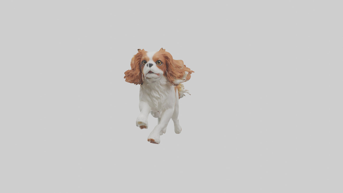 3D model Cavalier King Charles Spaniel running model VR / AR / low-poly
