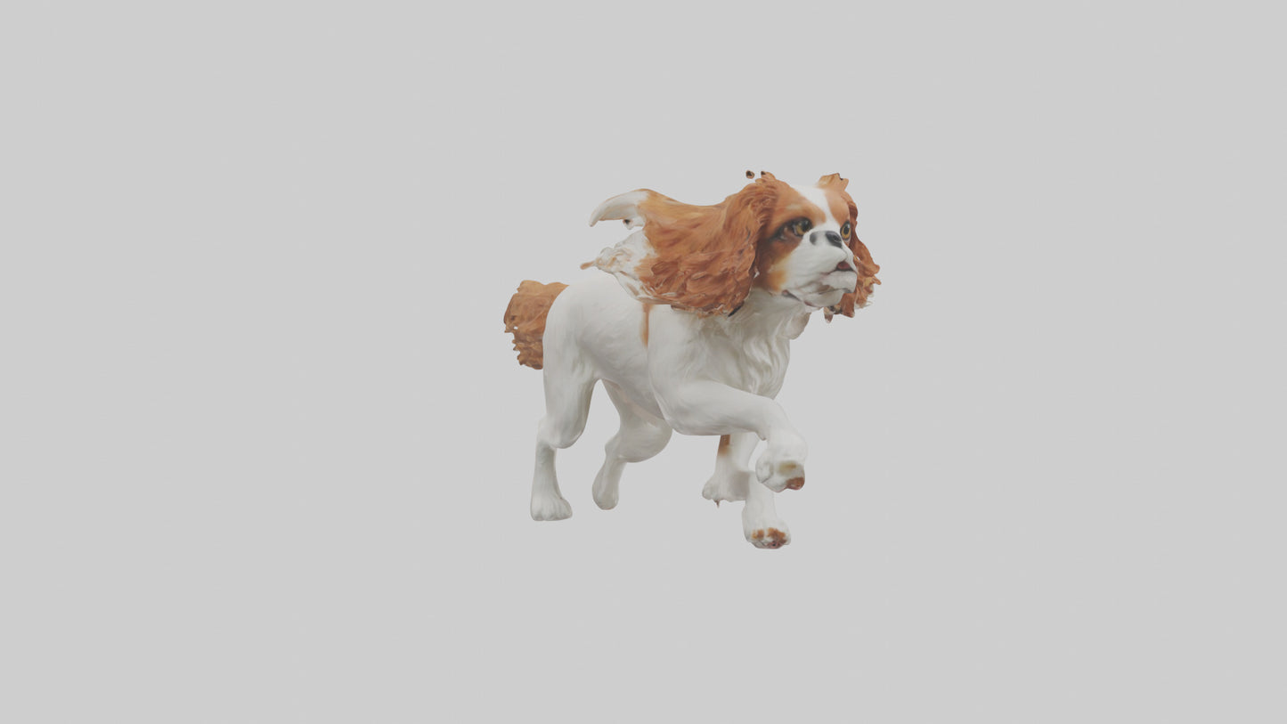 3D model Cavalier King Charles Spaniel running model VR / AR / low-poly