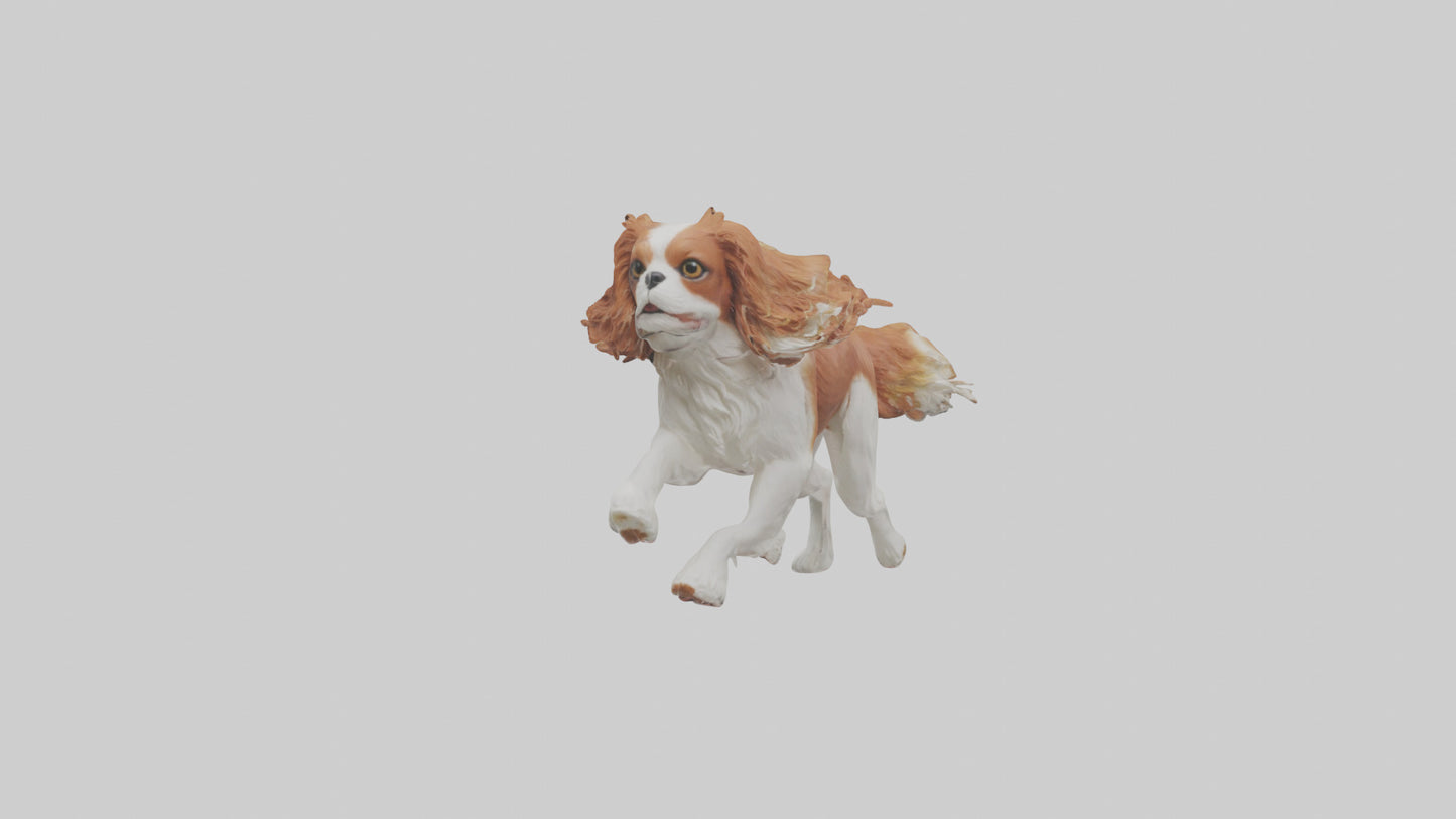 3D model Cavalier King Charles Spaniel running model VR / AR / low-poly